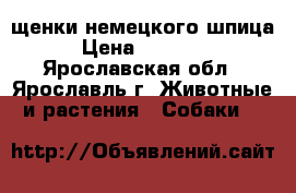 щенки немецкого шпица › Цена ­ 15 000 - Ярославская обл., Ярославль г. Животные и растения » Собаки   